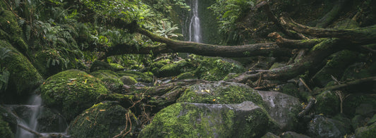 Forest Bathing: How Nature’s Healing Powers Can Transform Your Wellbeing
