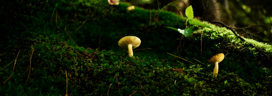 The Hidden World Beneath Our Feet: How Mycorrhizal Networks Sustain Forests
